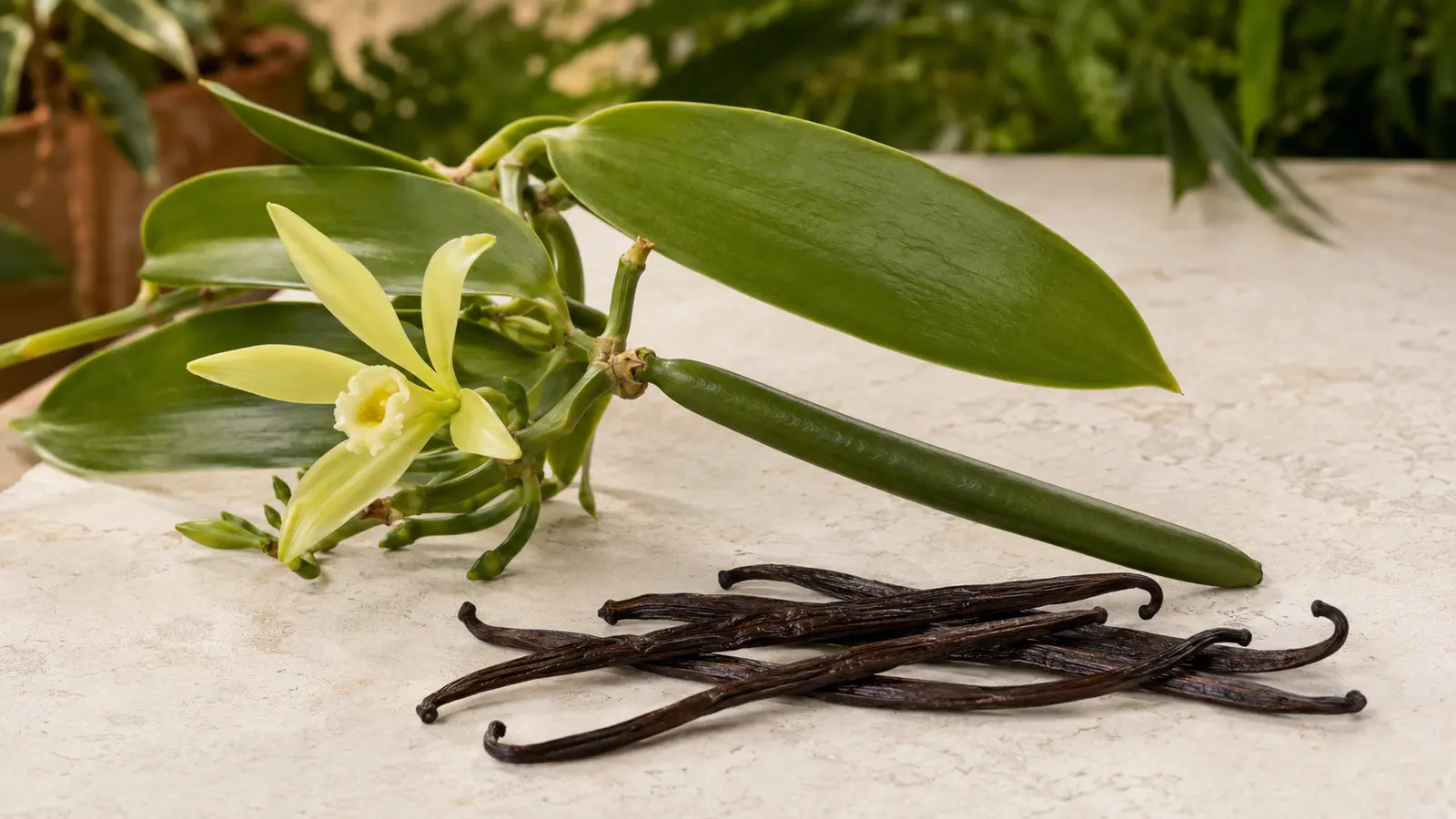 A pale green-yellow vanilla orchid flower and green pod beside several dark cured vanilla pods.